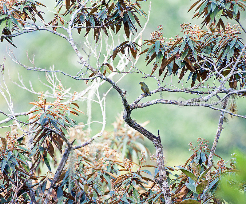 灌木Euphonia, Torrialba，哥斯达黎加